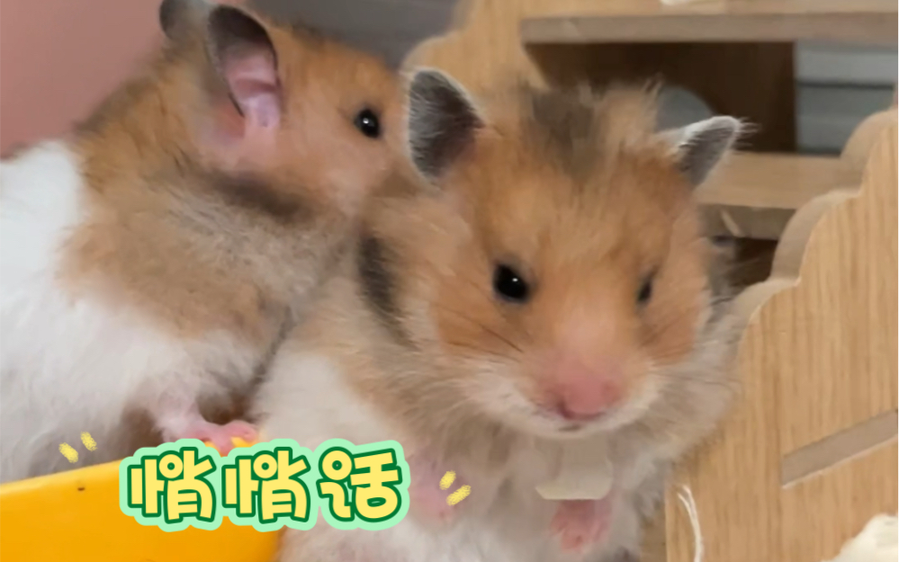 第一支视频求三连！