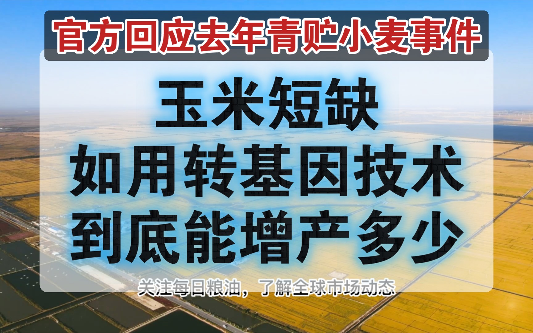 每日粮油:一号文件公布严防“割青毁粮”,未来我国玉米价格还会涨吗,产量提升空间有多大哔哩哔哩bilibili