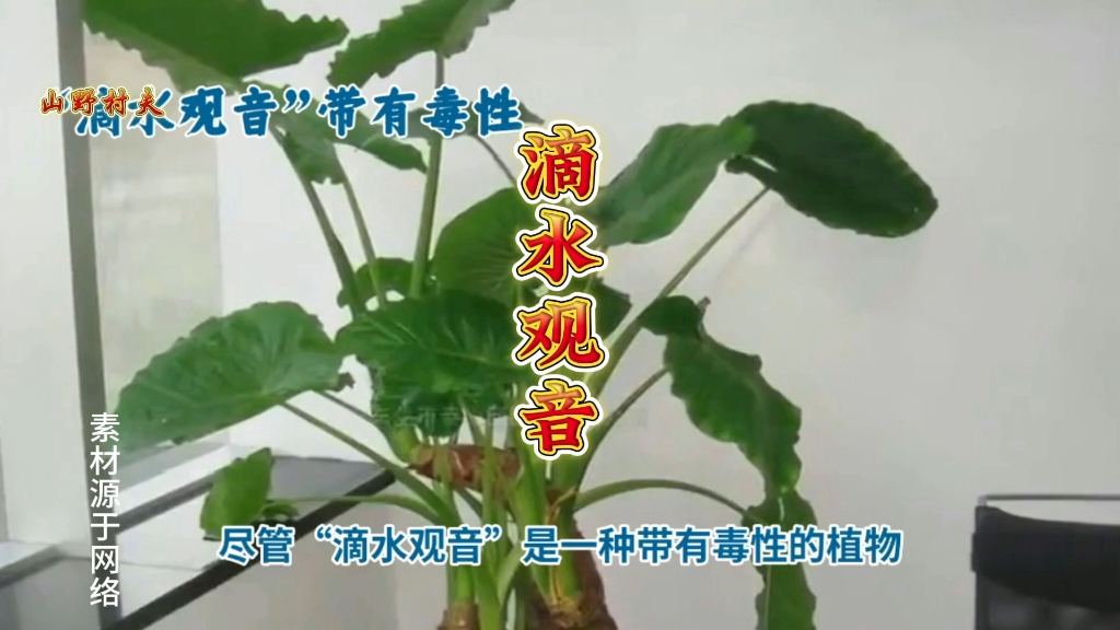 滴水观音:神奇植物背后的药用与生长秘密哔哩哔哩bilibili