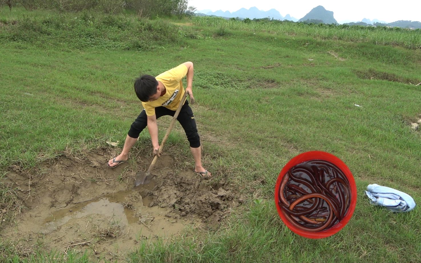 干枯池塘里好货真多,小伙一铲子挖到黄鳝泥鳅窝了,直接抓获几斤