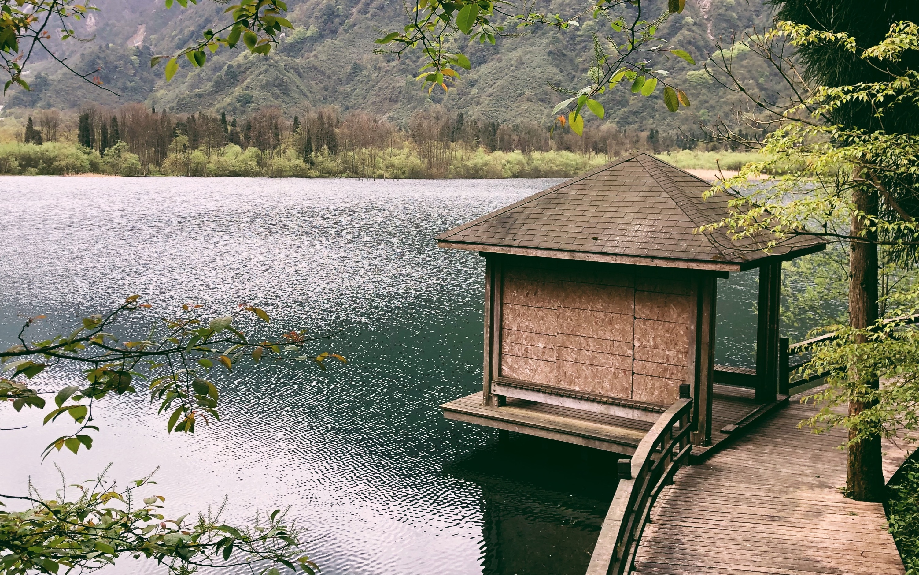 都江堰龙池森林公园徒步,离成都最近的高山杜鹃赏花地