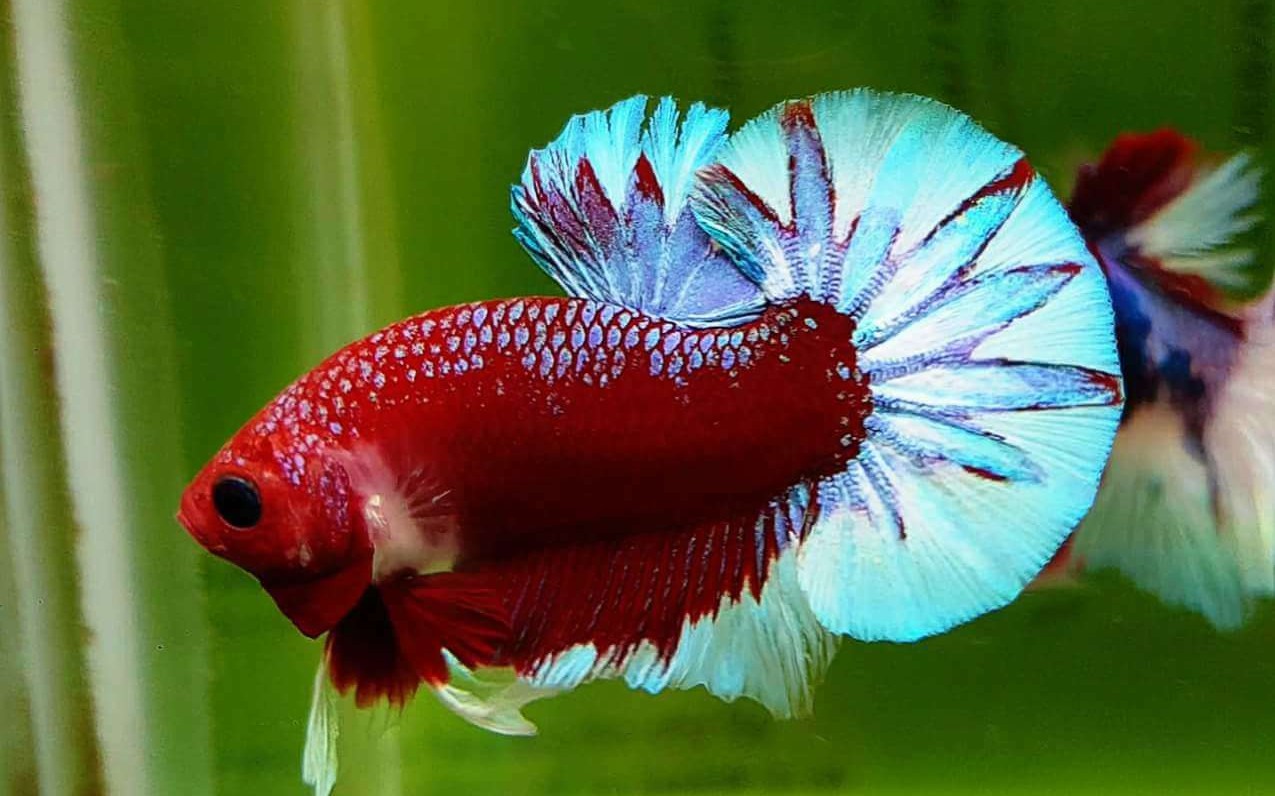 活动作品泰国斗鱼半月仙子