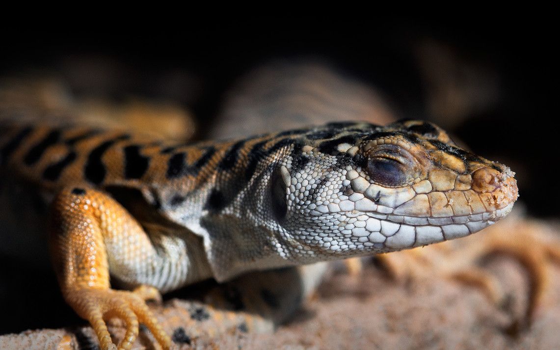 麻蜥四只小麻蜥的开箱