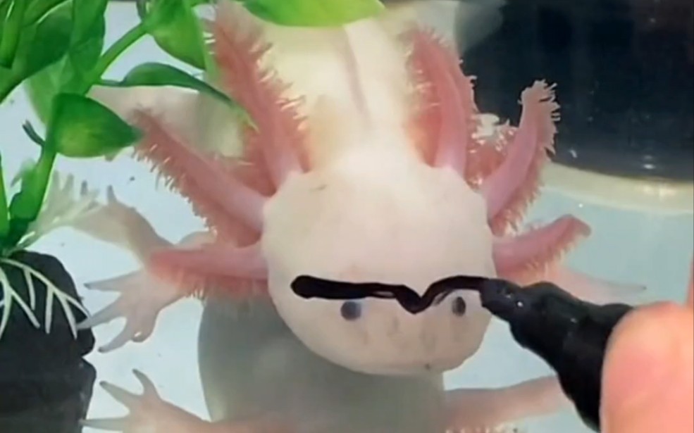 "不死神话六角恐龙的可爱形态"