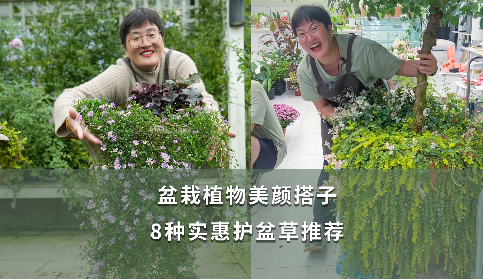 盆栽植物美颜搭子,8种实惠护盆草推荐哔哩哔哩bilibili