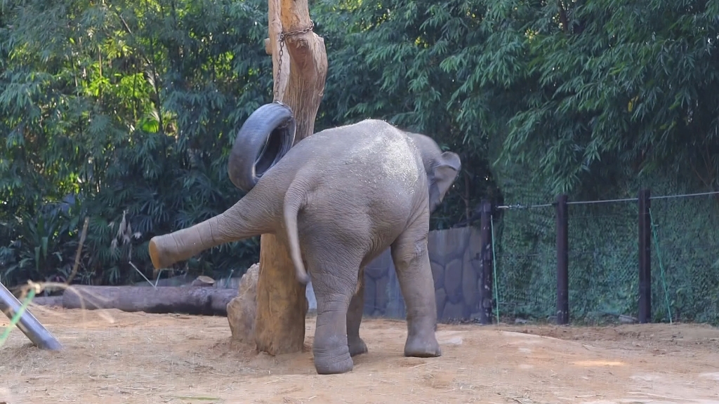 【小象望崽】为什么!为什么!为什么我就踢不到!