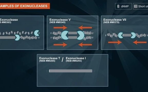 核酸外切酶及其应用是什么?哔哩哔哩bilibili