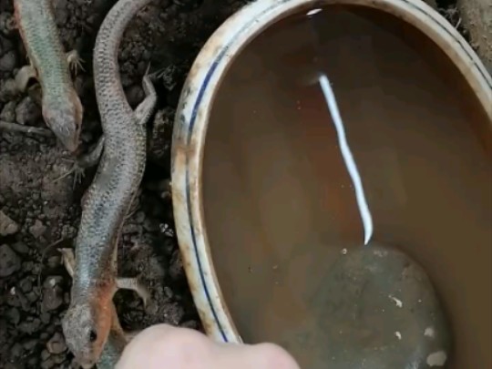 中华石龙子诞生了霸主