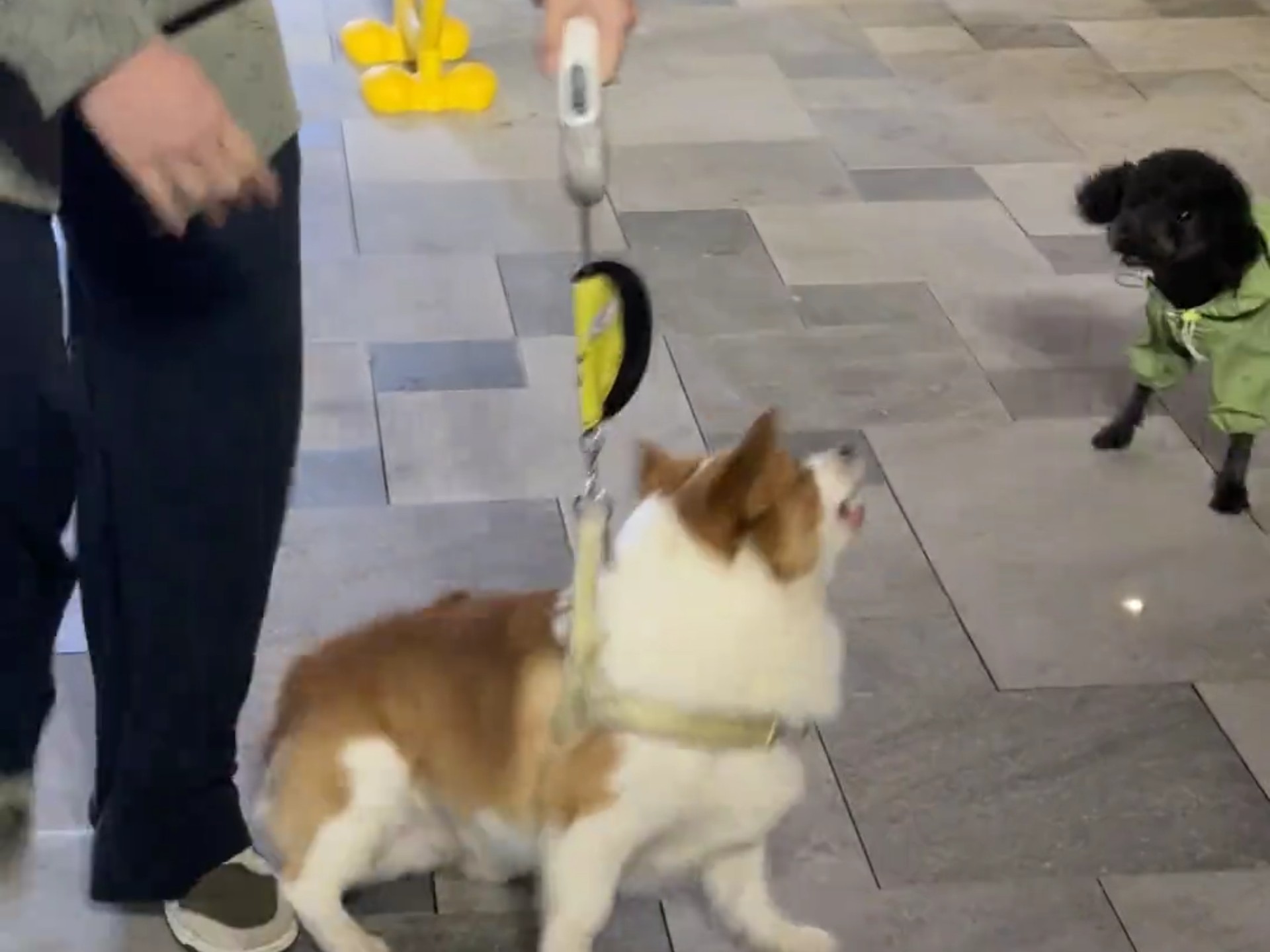 黑狗：你作弊！柯基：你哪只狗眼看到？！