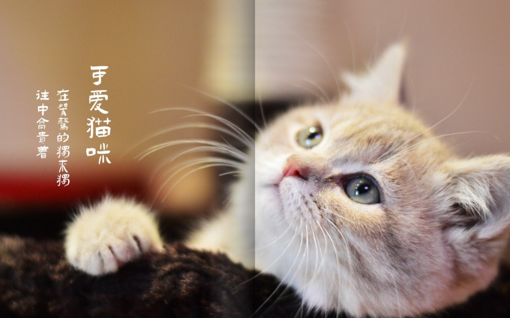 给猫咪做了个PPT相册哔哩哔哩bilibili