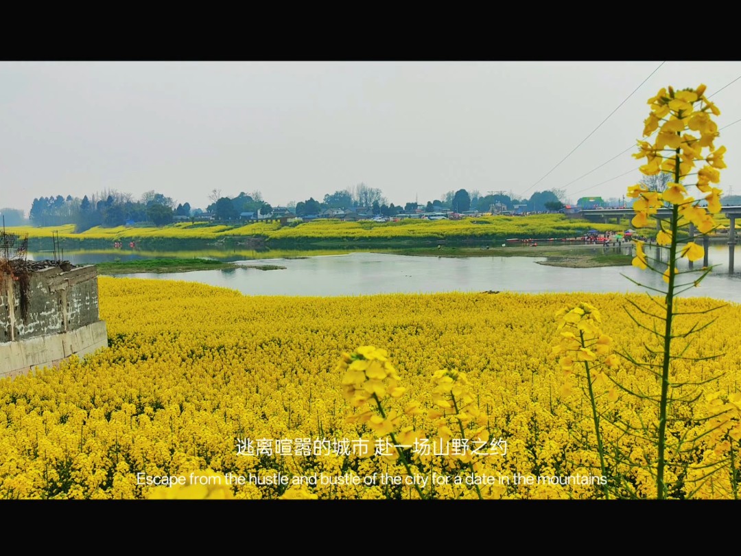 邛崃两河口,三月的油菜花