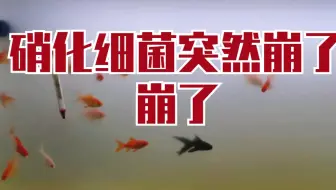 震惊 开缸浑水能变那么清净 哔哩哔哩 Bilibili