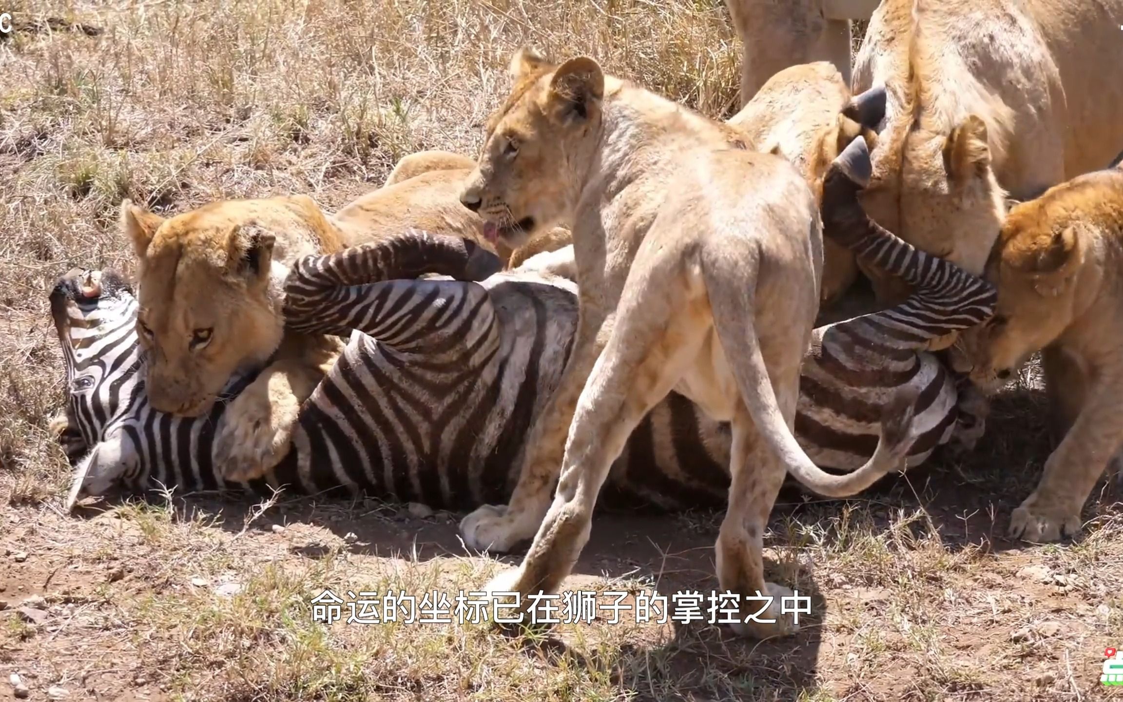 狮子埋伏图片