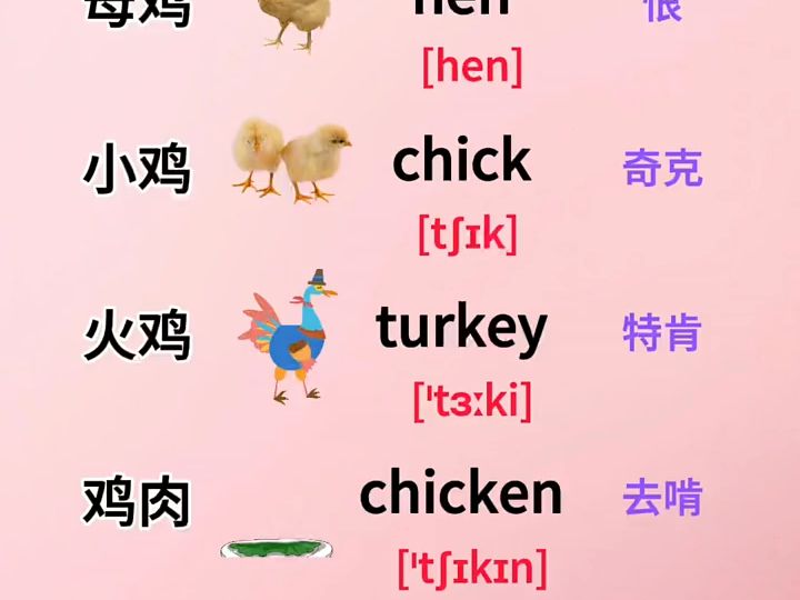 鸡肉的单词图片