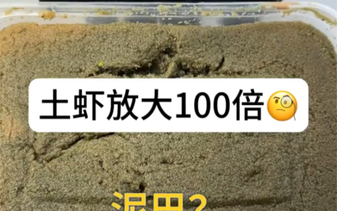 土虾放大100倍到底好不好吃哔哩哔哩bilibili