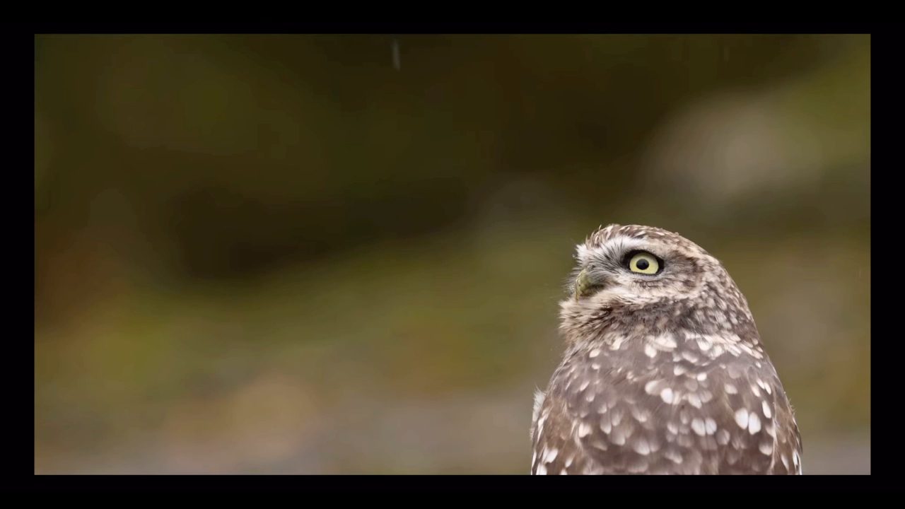 搬运小鸮大眼仔原标题