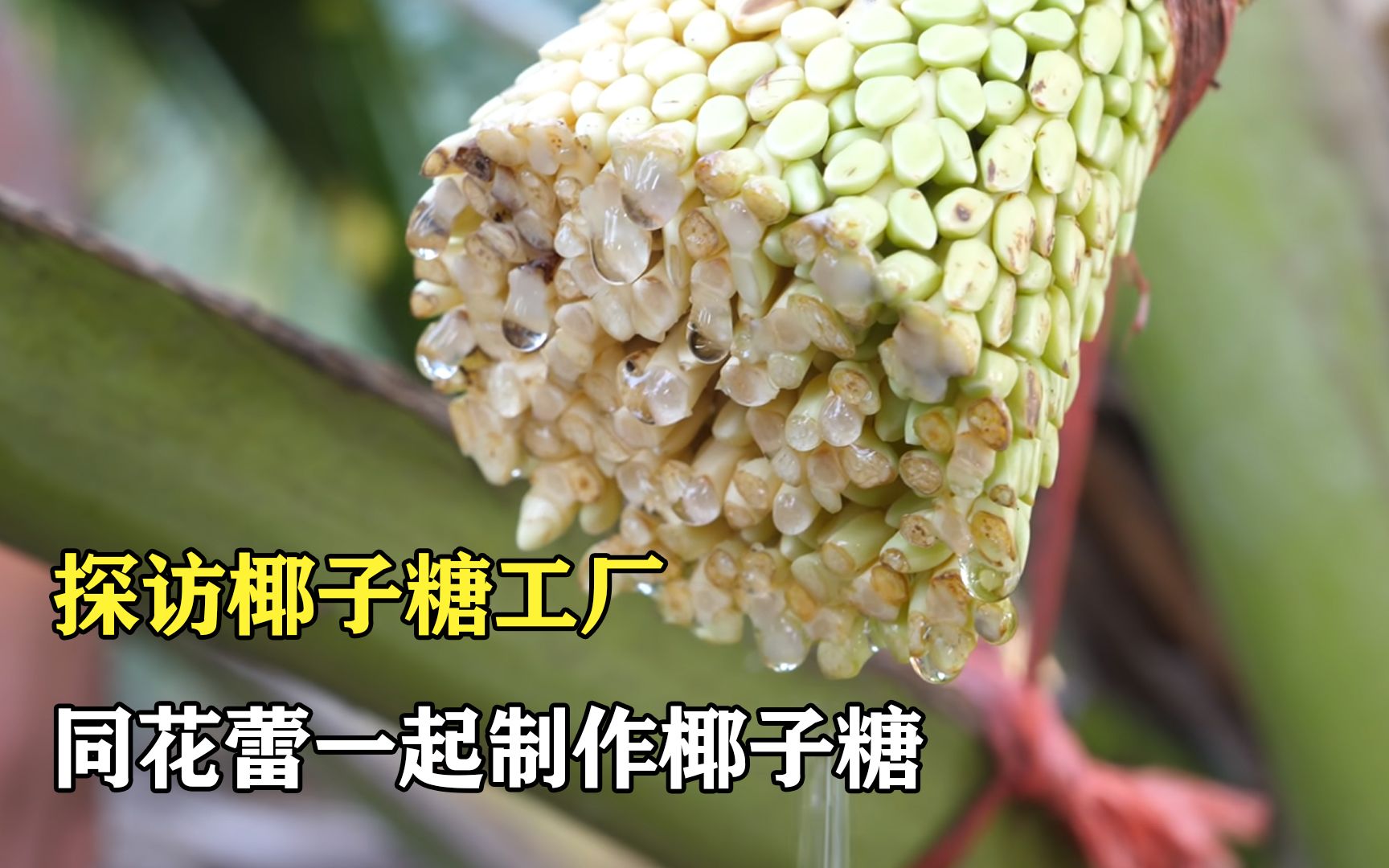 [图]探访椰子糖工厂：连同花蕾一起，制作成椰子糖