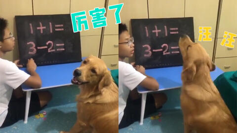 聪明的狗子会算数 哔哩哔哩 つロ干杯 Bilibili