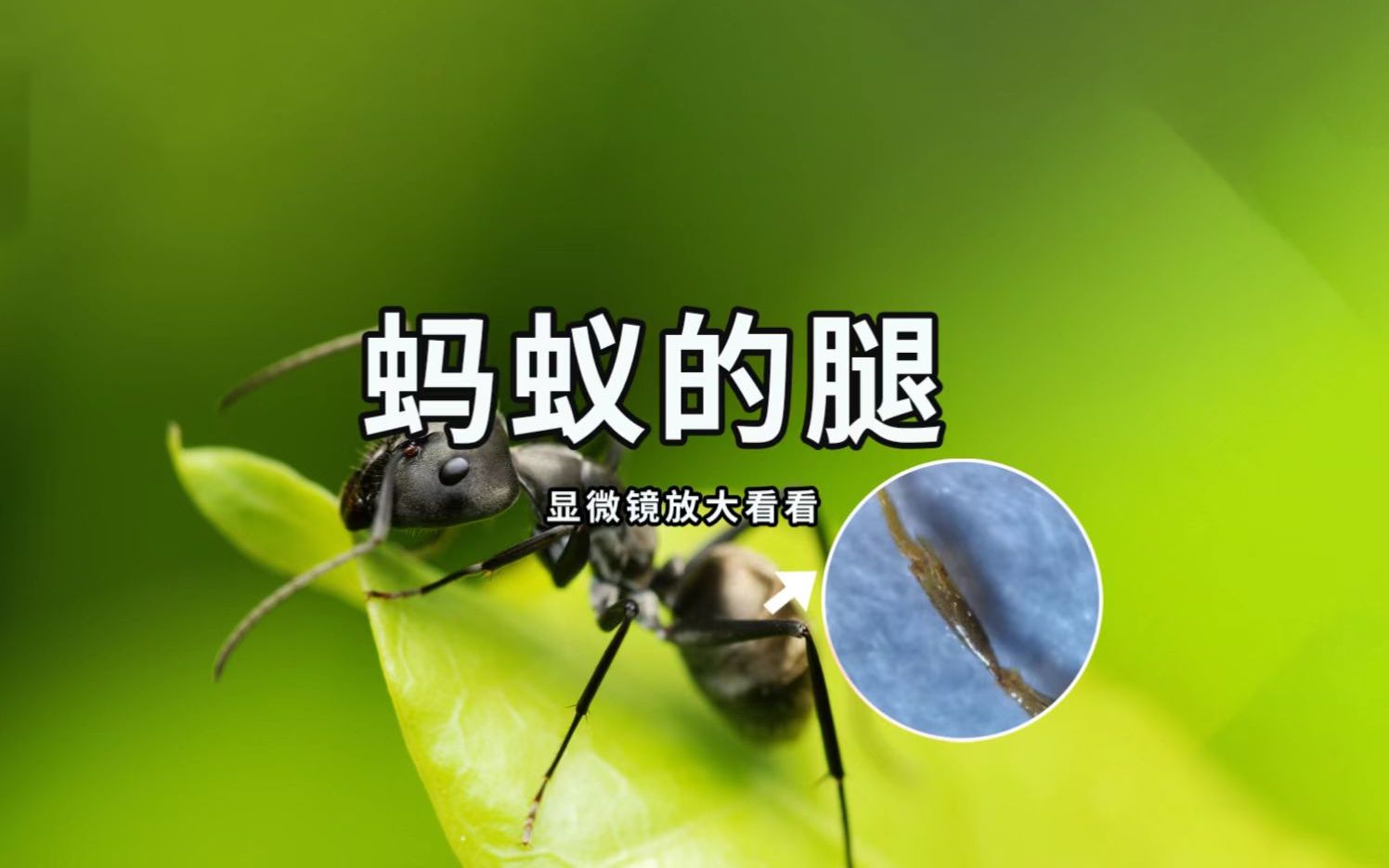 [图]【开智宝科普38】蚂蚁搬重物为什么不压断腿？（腿放大100倍）