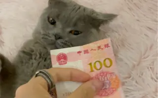 魅力猫_ 搜索结果_哔哩哔哩_Bilibili