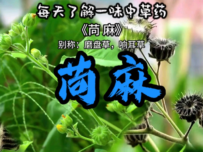 苘麻,每天认识一味中草药哔哩哔哩bilibili