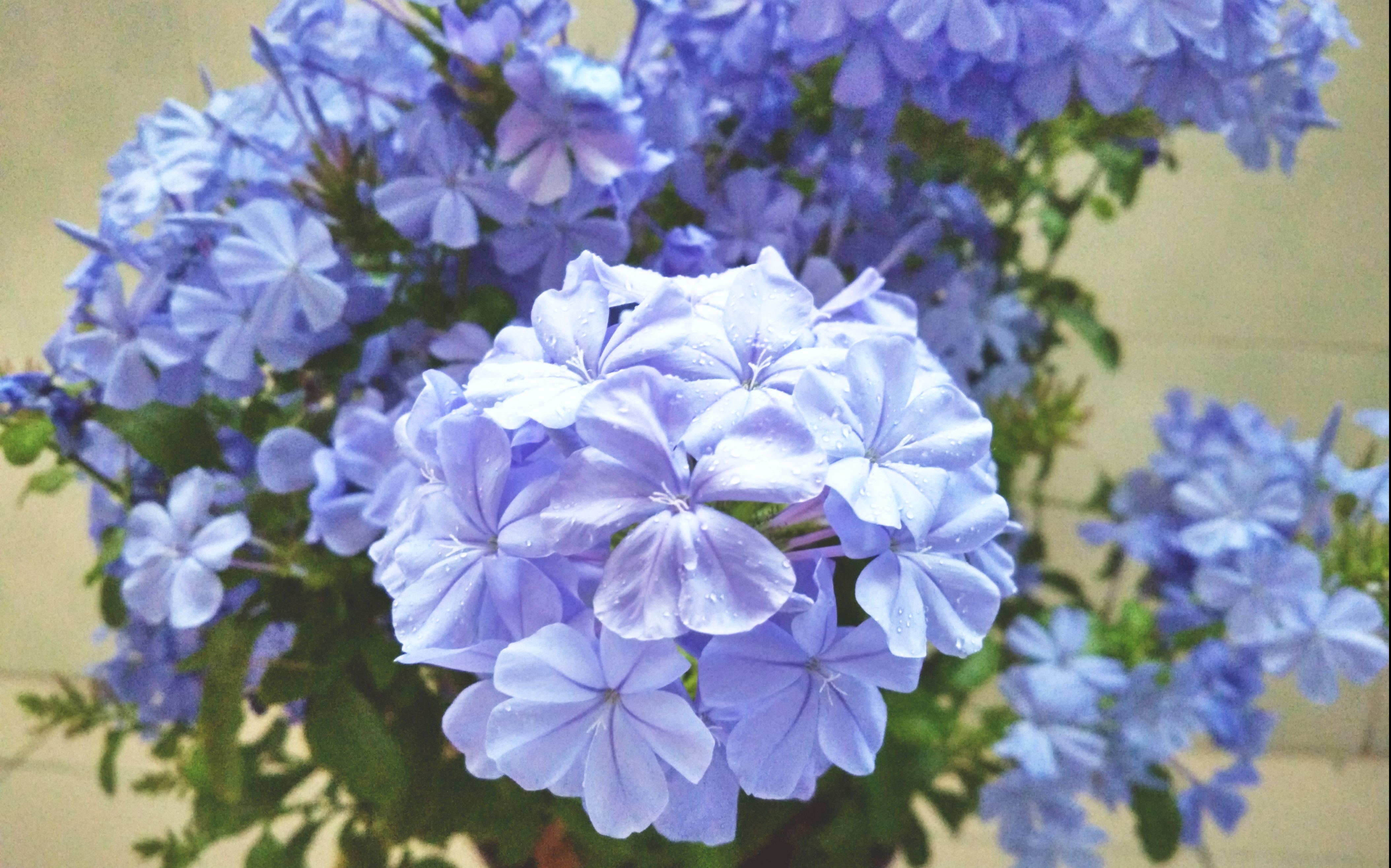 07.30蓝雪花的修剪