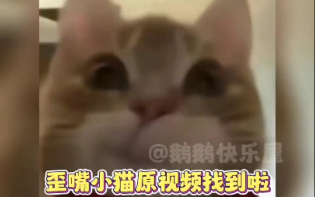 歪嘴小猫原视频找到了,表情包本喵哔哩哔哩bilibili