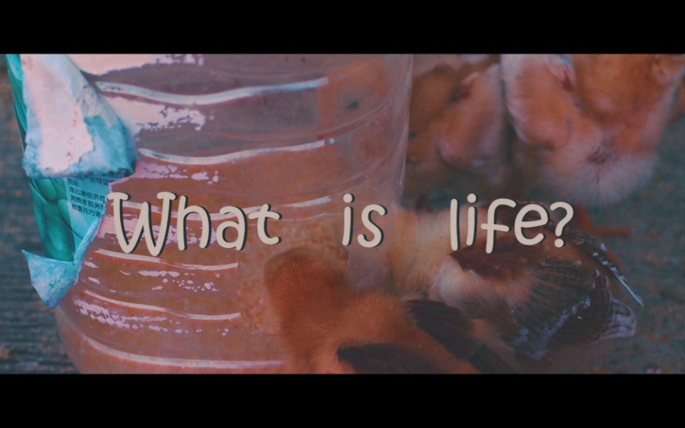 [图]《What is life?》期末摄影作业