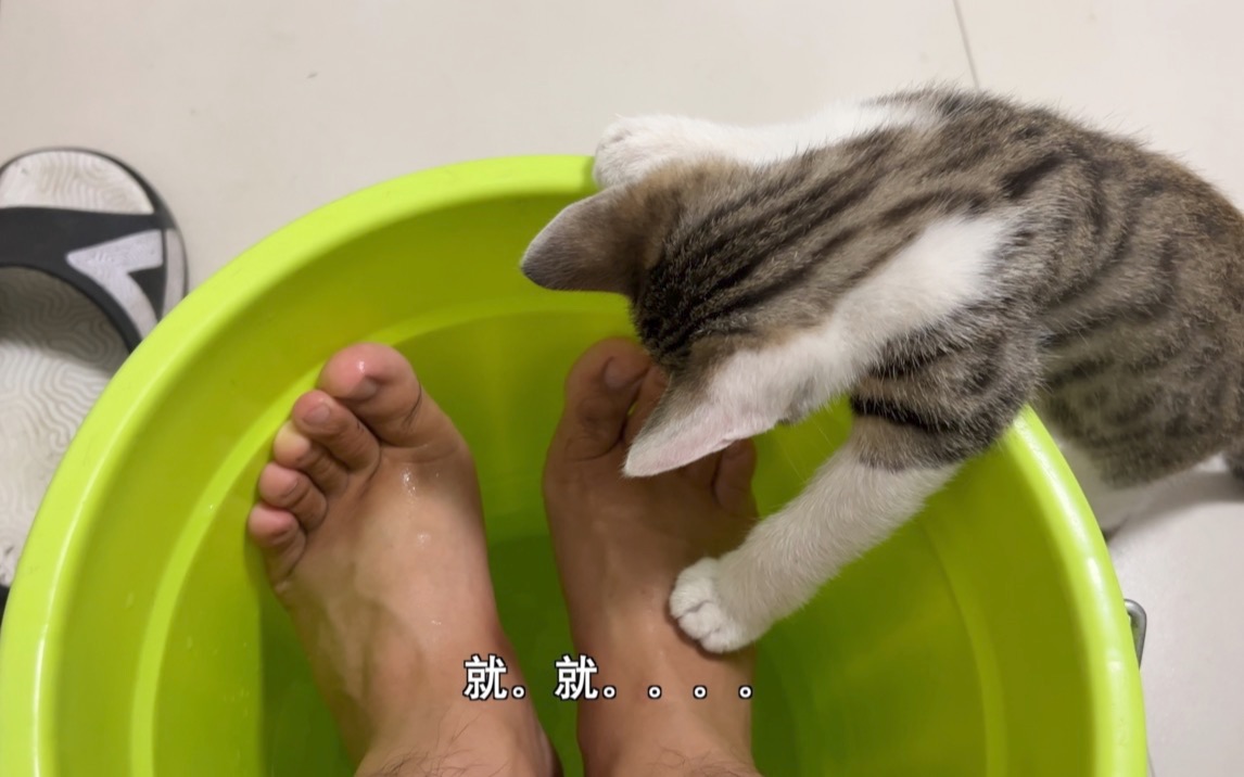 非要给主人搓脚的小猫咪