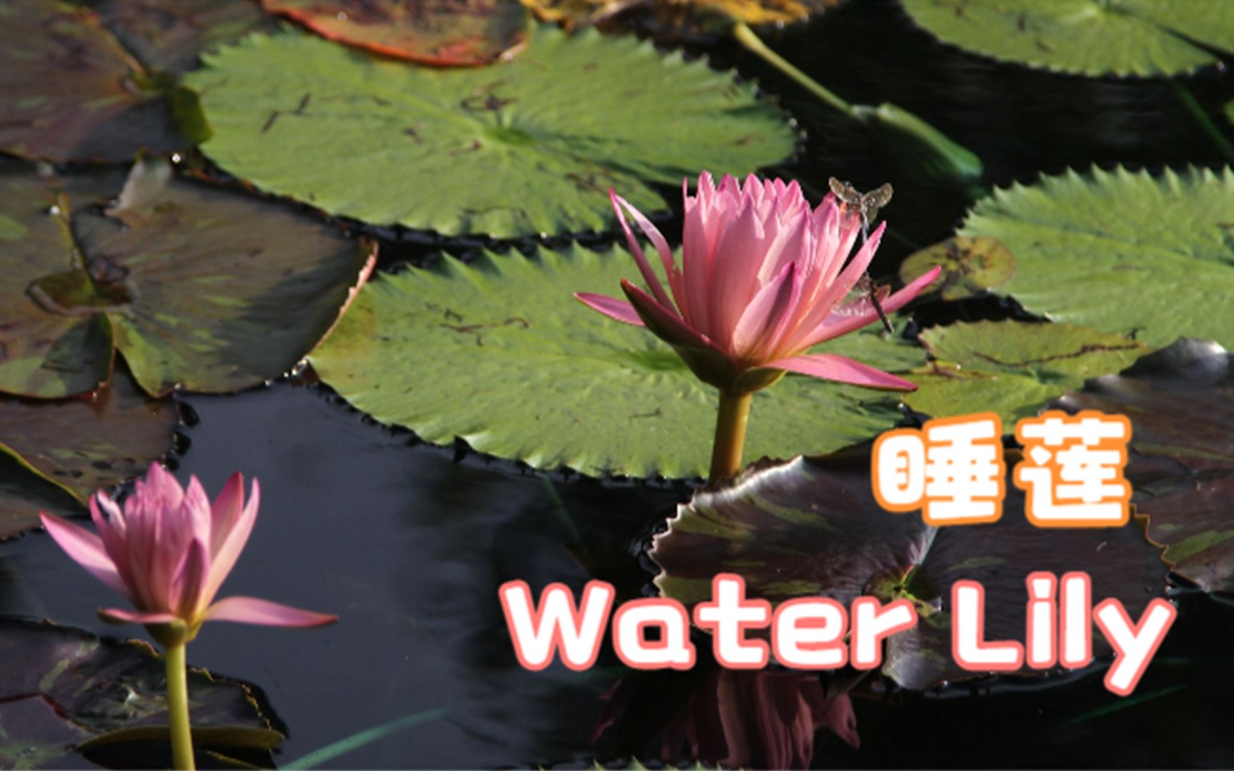 【英语沉浸绘画】我画你猜答案揭晓:睡莲 Water Lily哔哩哔哩bilibili