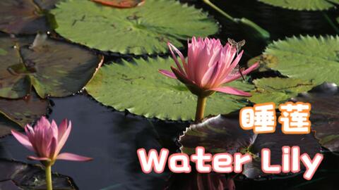 英语沉浸绘画 我画你猜答案揭晓 睡莲water Lily 哔哩哔哩 Bilibili
