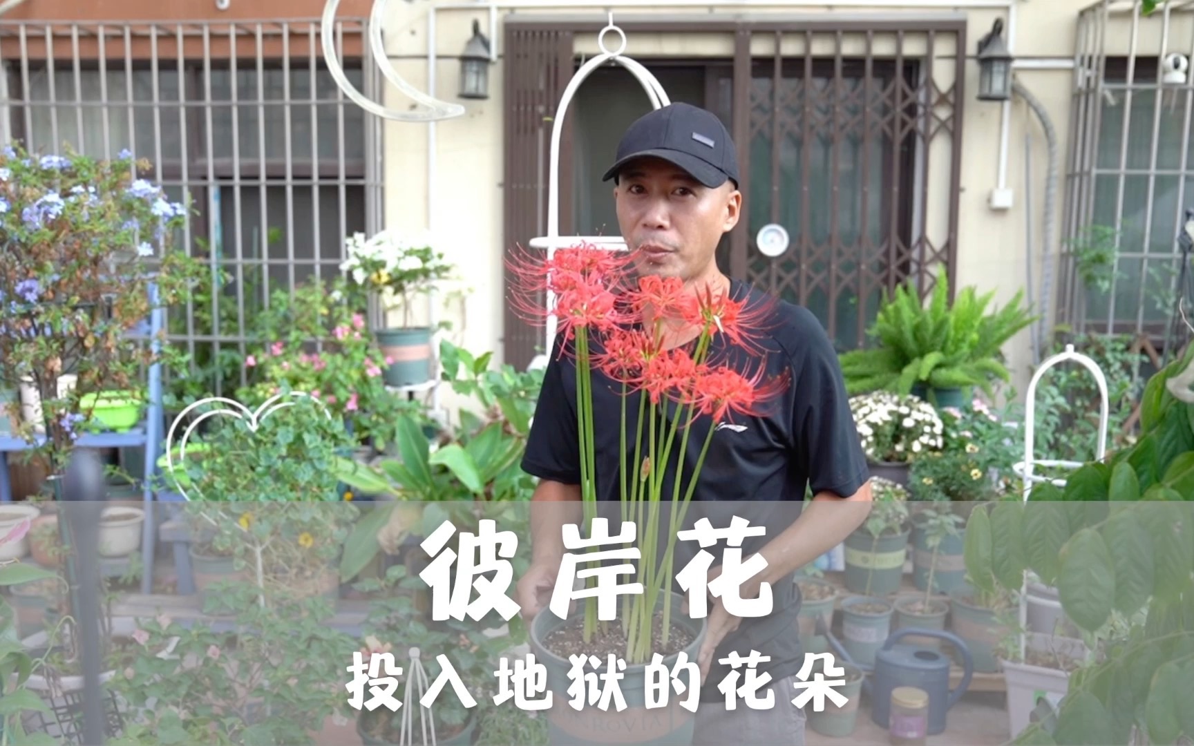 [图]自愿投入地狱的花,能唤起死者生前回忆,神秘梦幻彼岸花