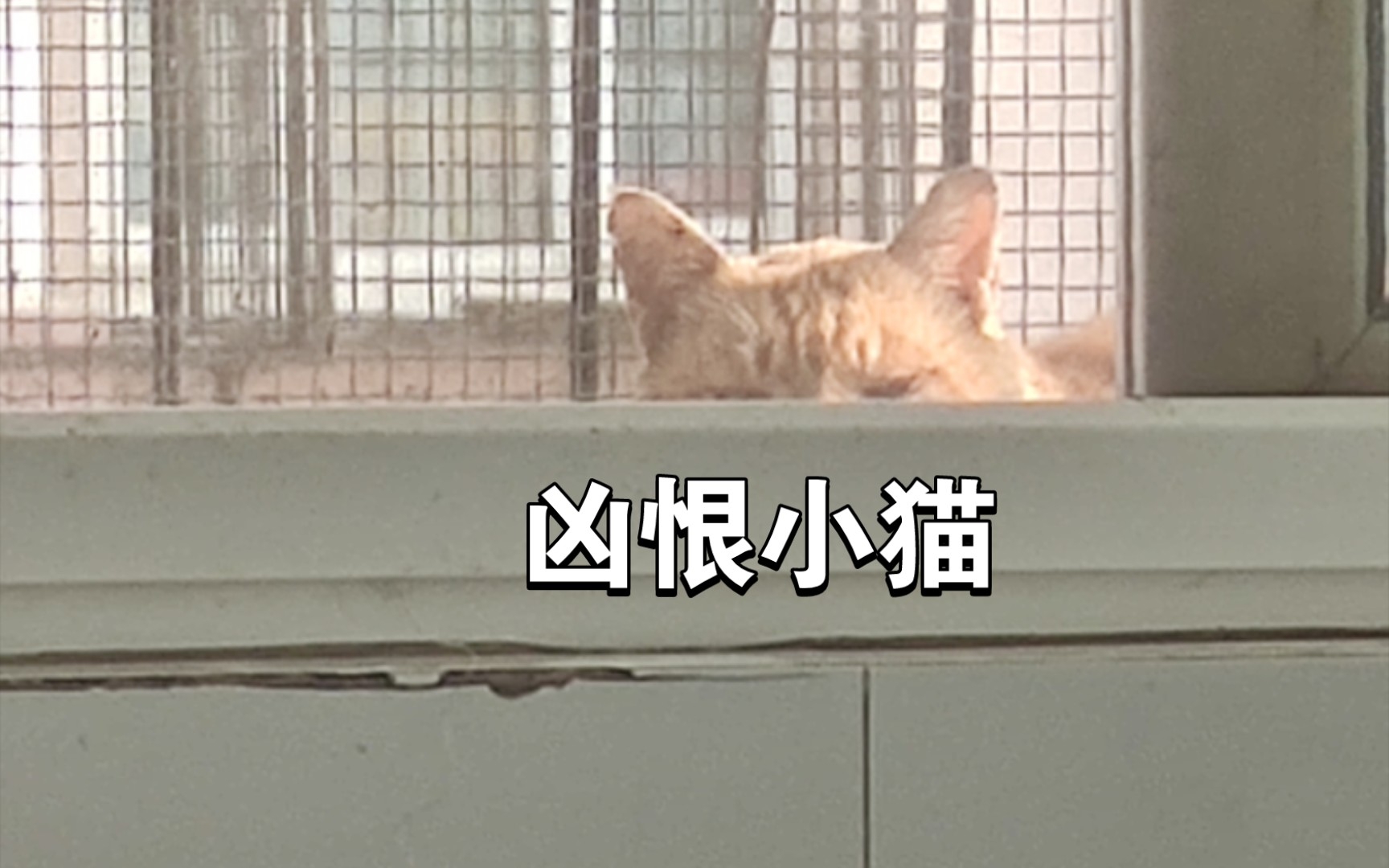 小猫咪的叫声竟然也会很凶哔哩哔哩bilibili