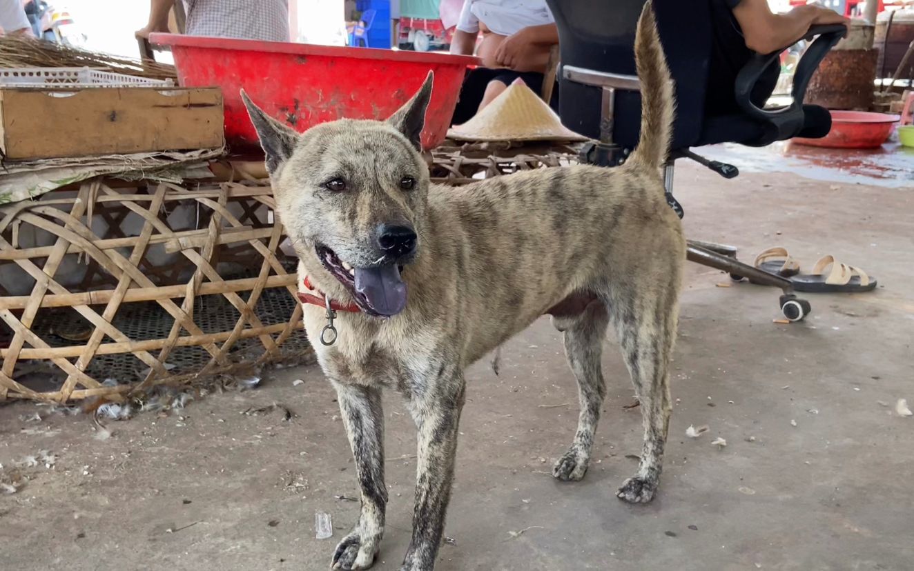 身披白虎纹,口吐铁舌,一杆枪尾,这样的虎斑犬是许多人梦寐以求