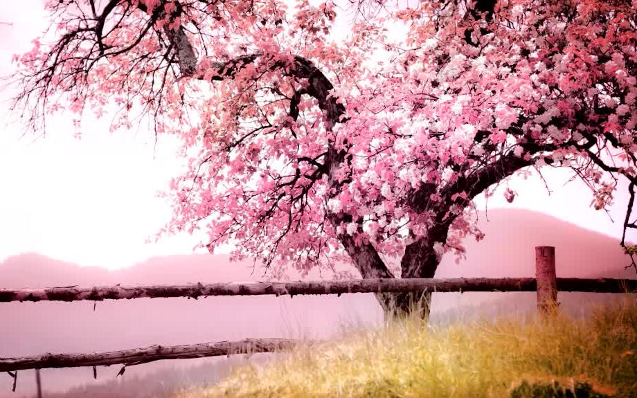 【helen】桜の木になろ-akb48 72化作永远的樱花树吧72