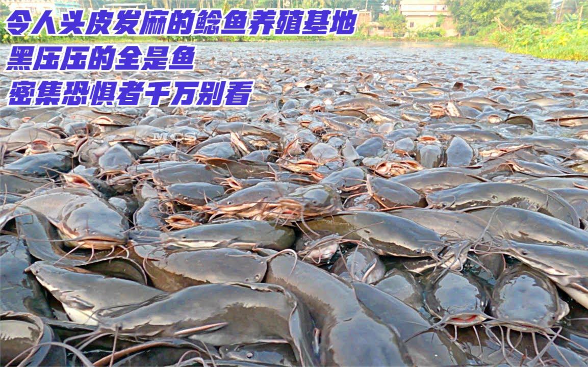 令人头皮发麻的鲶鱼养殖场,黑压压的全是鱼,密集恐惧者千万别看