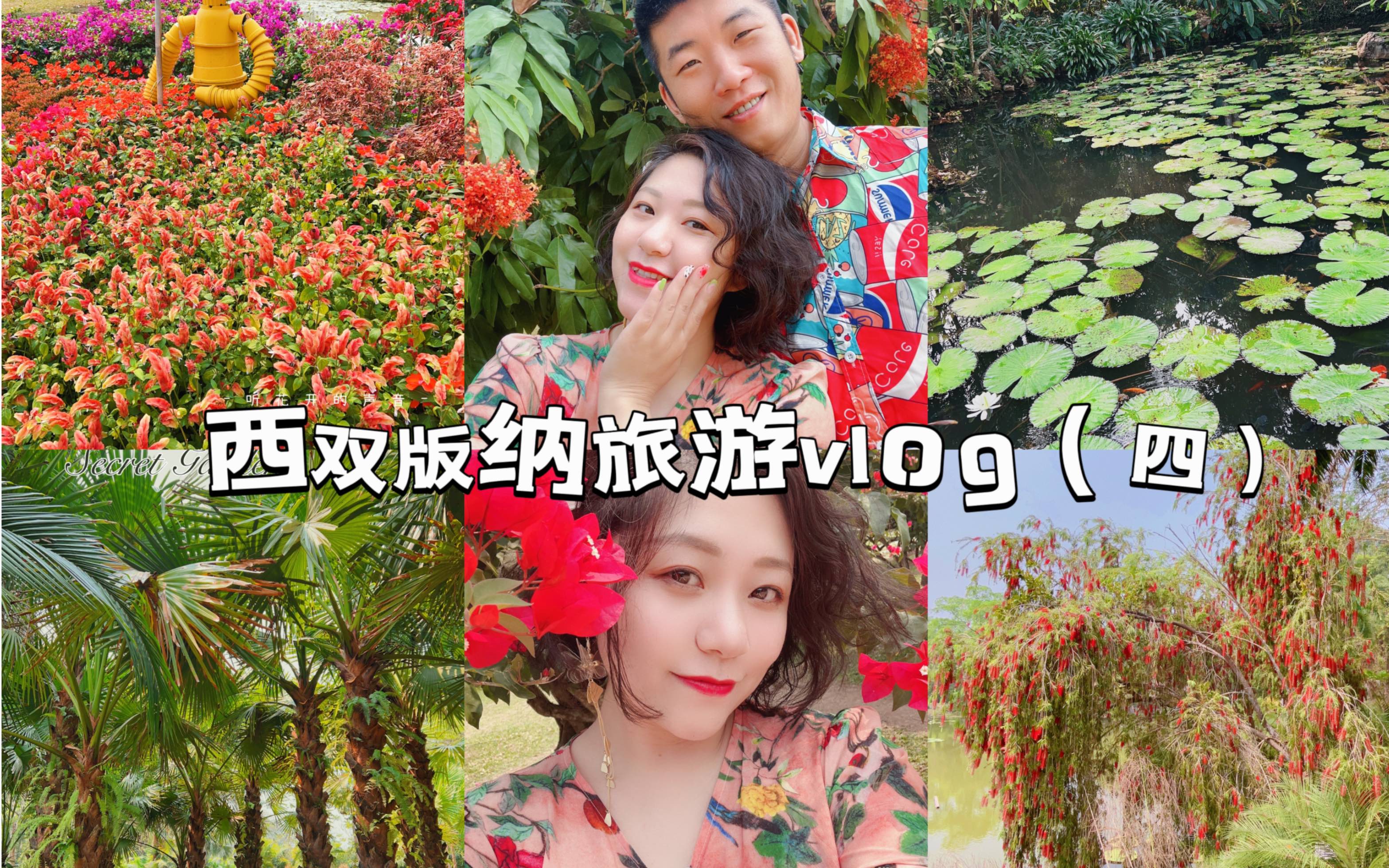 西双版纳旅游vlog(四)哔哩哔哩bilibili