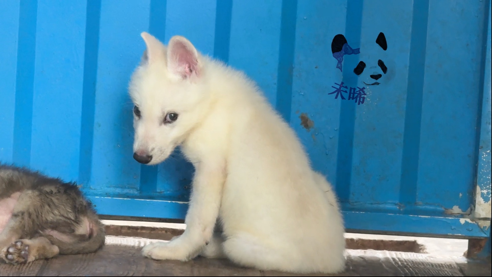 娘呀,路过看到这小狼宝宝太可爱了吧!