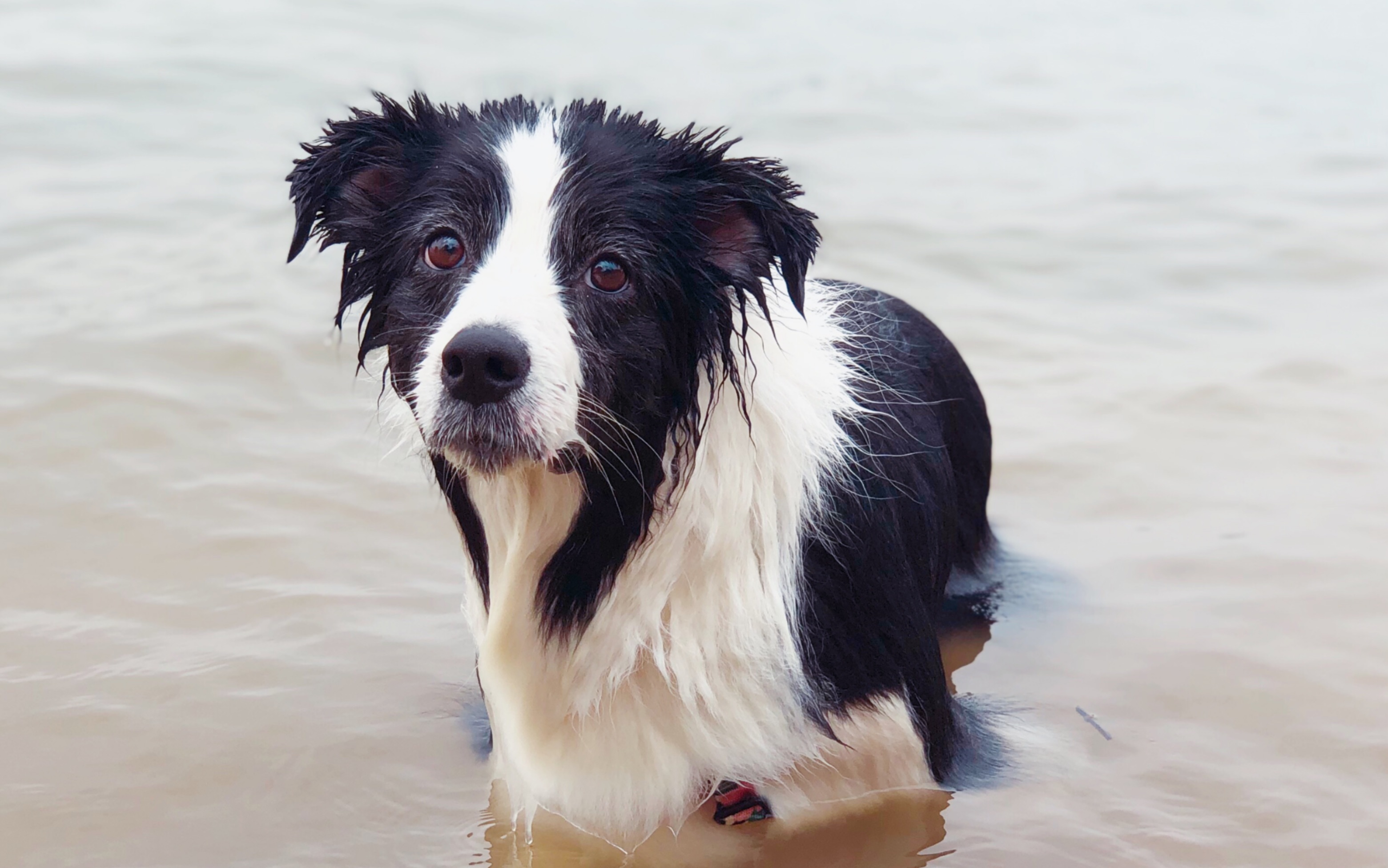 【边牧小七】落汤狗来了 | 打湿了才能知道狗的真实身材