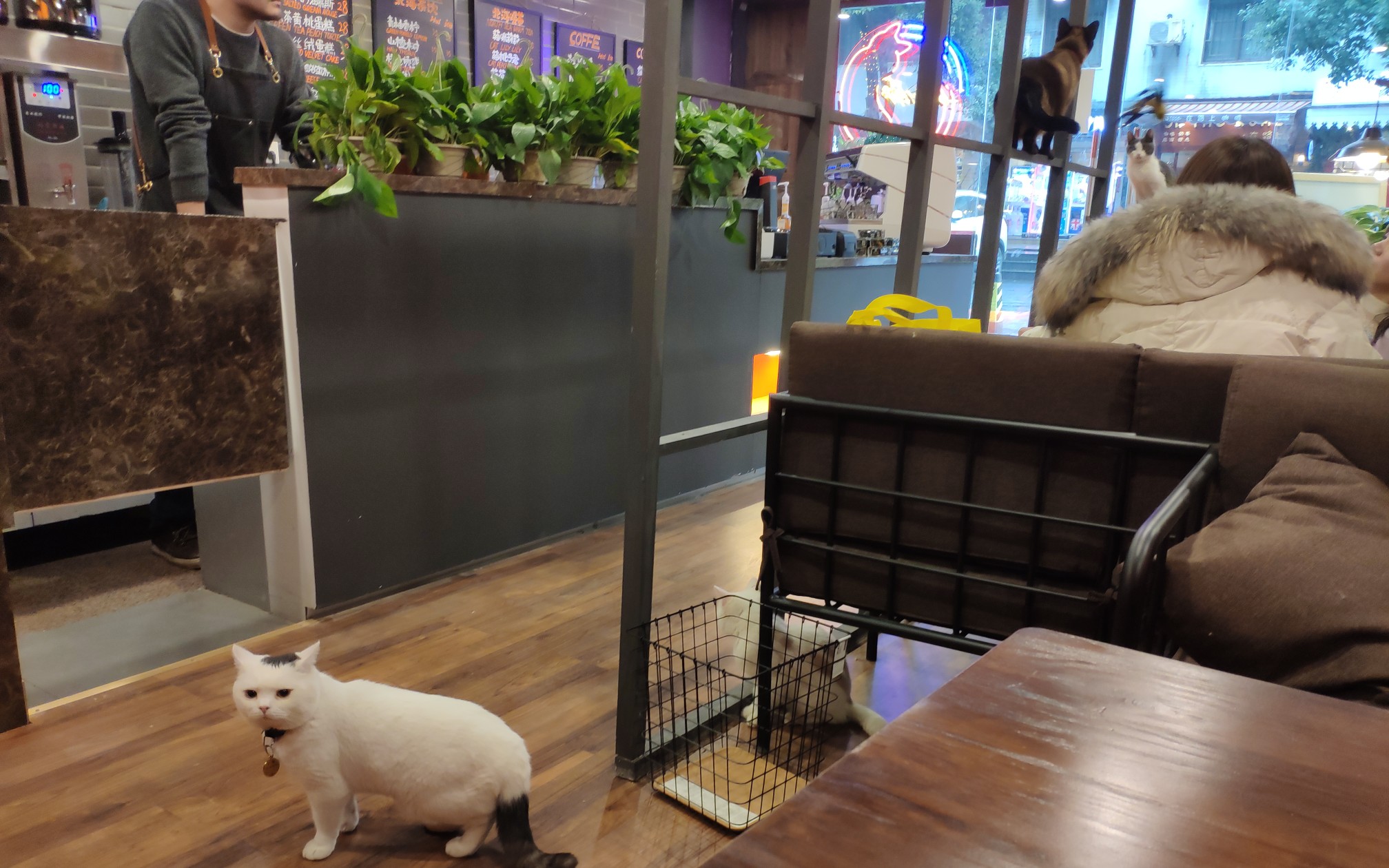 [北海猫咖]宅男の出行 撸猫日常_哔哩哔哩 (゜-゜)つロ 干杯~-bili