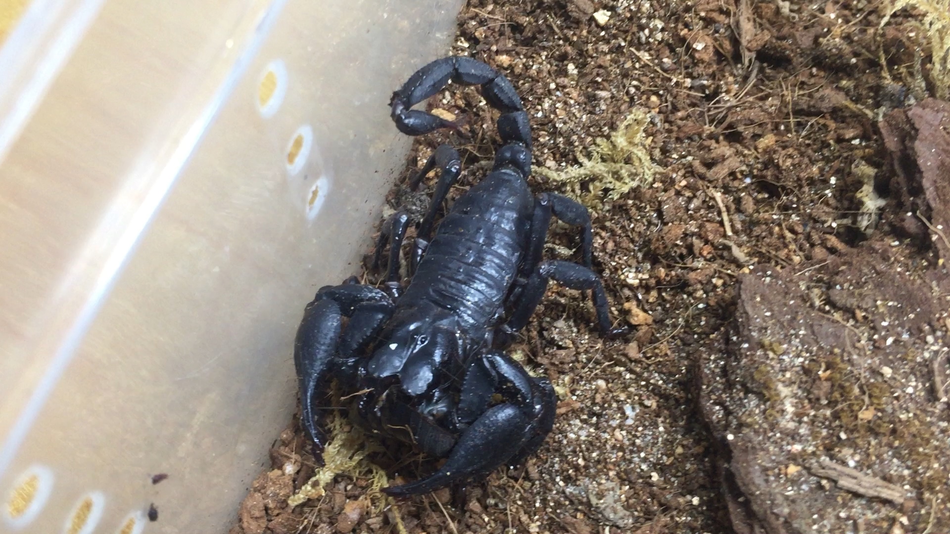 林神异距蝎(hs)积极地干饭_哔哩哔哩_bilibili