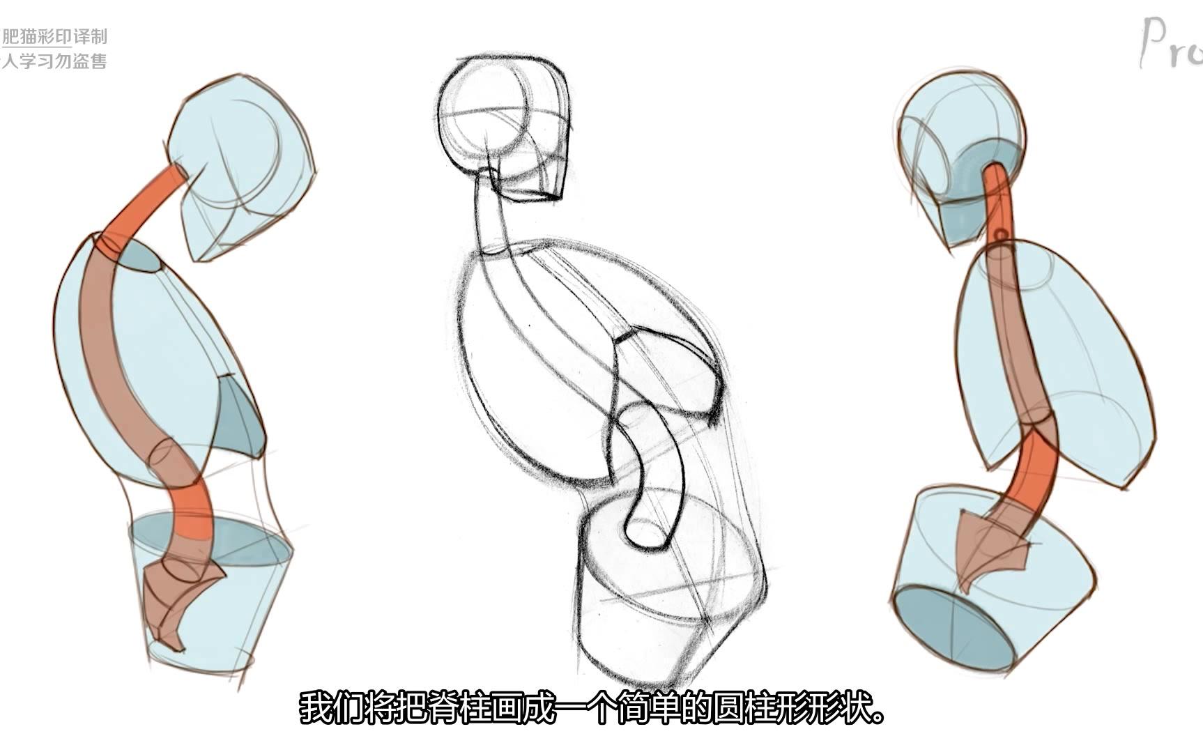 【绘画教程】脊椎的绘制示范(proko)(熟肉)哔哩哔哩bilibili