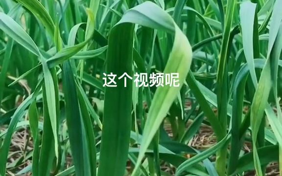 【三农小知识】分享农业知识帮农民增产增收哔哩哔哩bilibili