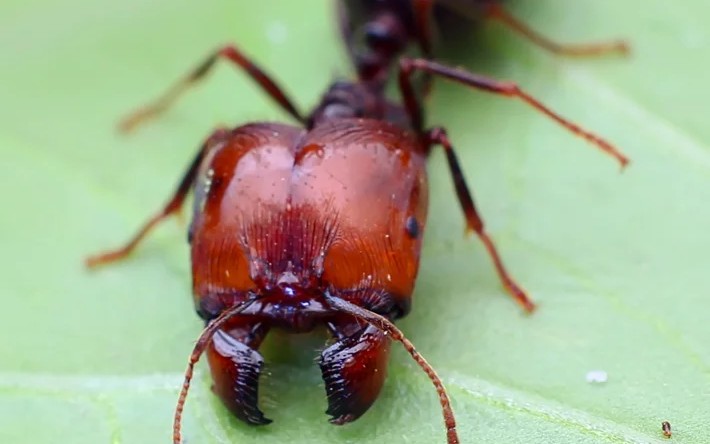 近缘盲切叶蚁搬家随拍_哔哩哔哩 (゜-゜)つロ 干杯~-bilibili