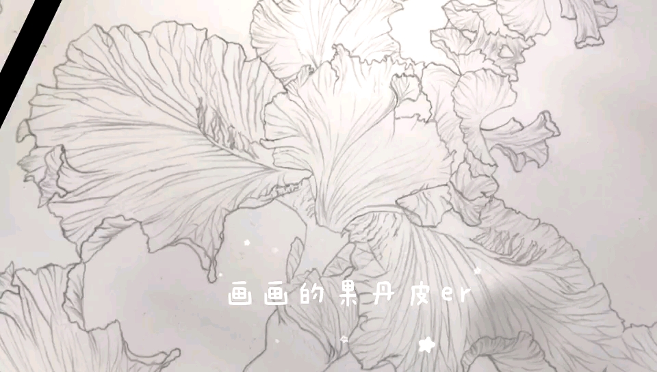 今天是鸾尾花线描哔哩哔哩bilibili