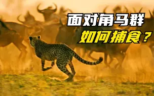 Download Video: 面对几百只角马，猎豹一家能快速捕到目标角马，全靠高超战略部署