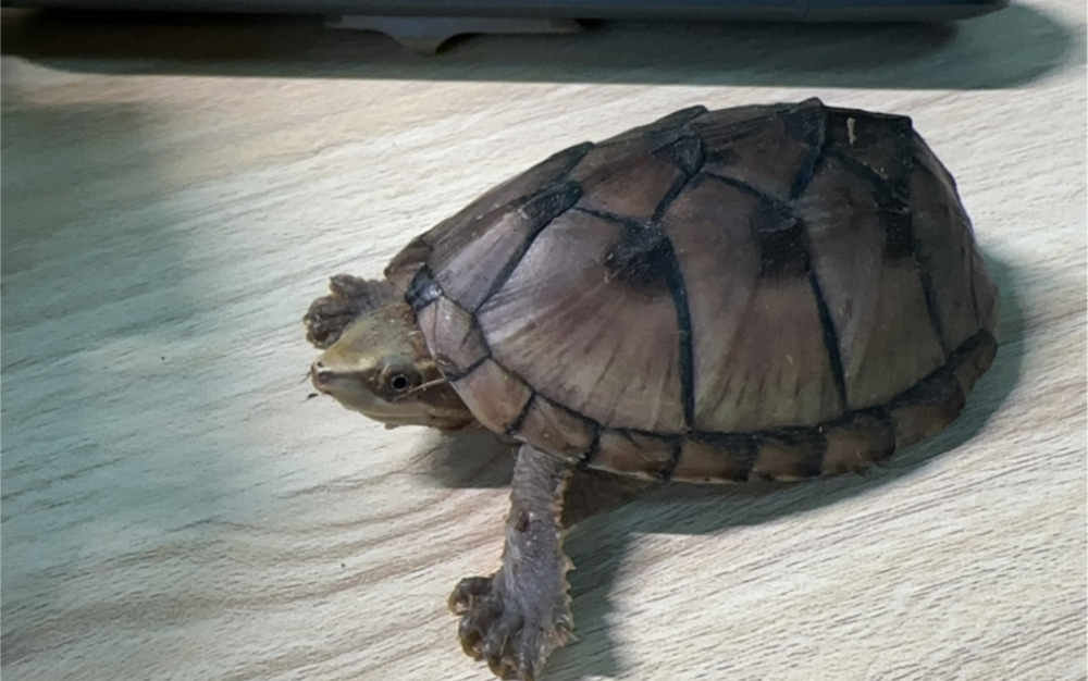 入手一只7.2厘米的麝香公龟@麝香龟