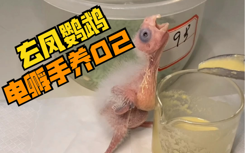 玄凤鹦鹉电孵手养02