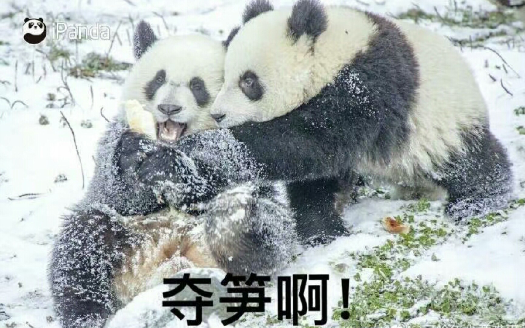 夺笋啊_哔哩哔哩 (゜-゜)つロ 干杯~-bilibili