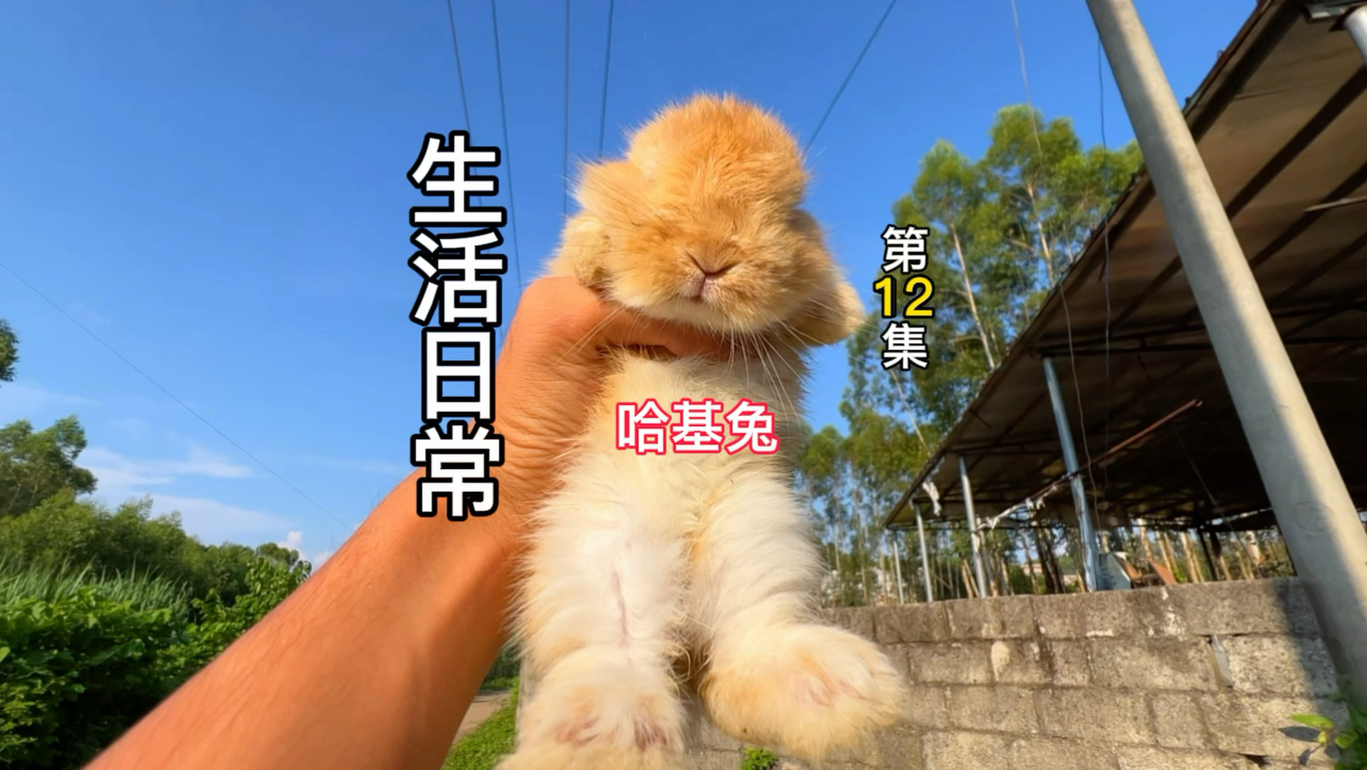 没想到新来的成员第一个朋友居然是奇趣猫！